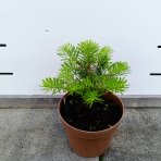 Jedľa kórejská (Abies koreana) - výška 10-15 cm, kont. C2L